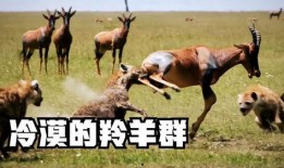 羊吃瓜拉肚子,探究动物饮食与健康的关系