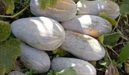 吨瓜怎么吃,创意无限的美味探索