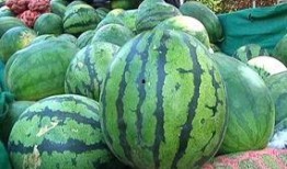 本地小水瓜怎么吃,探索本地小水瓜的多彩食法