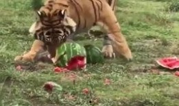 虎爷吃瓜,揭秘娱乐圈幕后风云