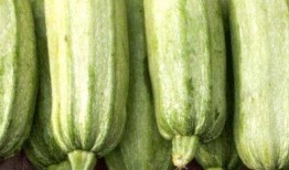 笋瓜99吃瓜地址,探索笋瓜99的神秘吃瓜之旅