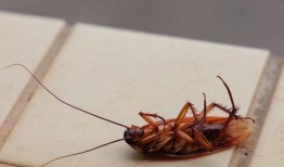 带你吃瓜南北蟑螂,带你吃瓜一探究竟