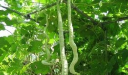 蛇瓜这样吃,探索美味与健康的完美融合