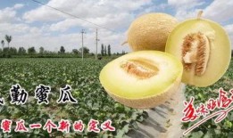 蜜瓜奶妈可以吃吗,孕妇可以食用吗？营养与安全解析