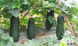 金乡吃瓜录音,揭秘背后惊人真相