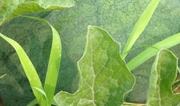 梦见菜园摘瓜吃,揭秘菜园摘瓜吃的神秘寓意