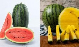 丽欣吃瓜,揭秘娱乐圈幕后故事