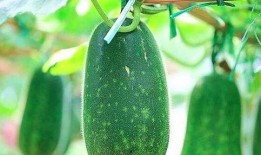 小冬瓜吃瓜,小冬瓜的甜蜜瓜果之旅