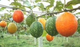 吊瓜嫩头怎么吃,探索清新口感的新吃法