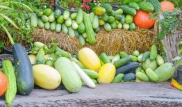 三三创意吃瓜,趣味横生的夏日消暑新风尚