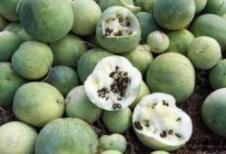 国人吃瓜花样,揭秘国人吃瓜花样百出的奇妙世界