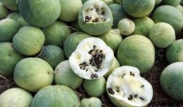 国人吃瓜花样,揭秘国人吃瓜花样百出的奇妙世界