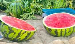 弋江吃瓜,揭秘当地美食文化盛宴