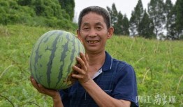 熊村吃瓜,揭秘农村生活的酸甜苦辣