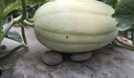 吃瓜黄圈,网络热议背后的真相与反思