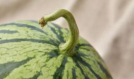 上海家长吃瓜,吃瓜热议，揭秘育儿那些事儿