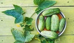 吃若瓜有什么功效,养生保健的天然良药，揭秘其神奇功效