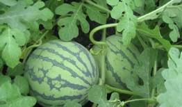 武陟吃瓜记录,记录那些年我们一起“吃瓜”的日子