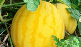 吃黄金的瓜,揭秘吃黄金的瓜背后的真相