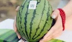 吃瓜过来健身,见证蜕变之旅