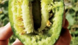 不想吃瓜被迫吃瓜,无奈中的幽默生活点滴