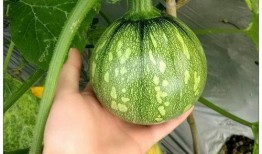 姜堰话吃瓜,揭秘地方方言中的趣味表达