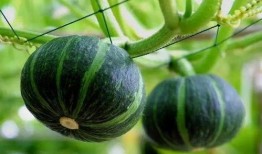 谁吃贝贝瓜,探寻“谁吃贝贝瓜”的神秘传说