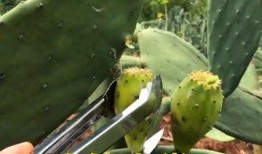 吃瓜仙人掌,揭秘神秘植物背后的神奇功效