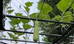 沈瓜怎么吃,解锁夏日清新美味