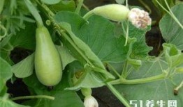 长期吃瓜的后果,揭秘身体健康的五大隐患