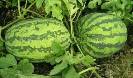 兰西吃瓜事件,一场网络狂欢背后的真相与反思