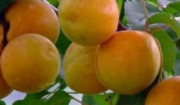 孕妇梦见吃瓜吃杏,瓜果飘香，预示着孕育新生命的甜蜜期待