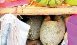 车车吃哈密瓜,车车与哈密瓜的甜蜜邂逅