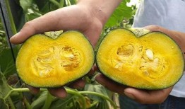 板栗老瓜吃皮吗,传统食材的新认识