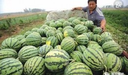 吃瓜获独宠,独宠背后的甜蜜秘密