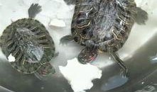 会吃瓜的小乌龟,揭秘萌宠的独特饮食习惯