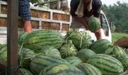 农村吃瓜场景,瓜香四溢的欢乐时光