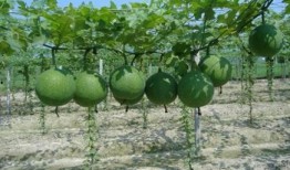 高山瓜萎怎么吃,高山瓜萎的多样食用方法探索