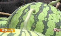 宜昌耀洋吃瓜,揭秘宜昌本土美食文化