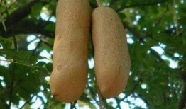 树上吃的瓜,探寻自然馈赠的绿色宝藏