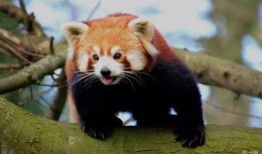 缘小熊猫吃瓜,缘小熊猫的瓜田奇遇记