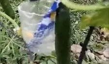 椒江吃瓜事件视频最新,视频揭露惊人真相，网友热议不断