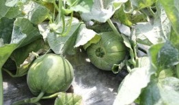 吃瓜信号,吃瓜信号背后的真相大揭秘