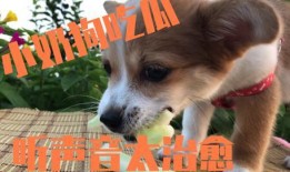 狗狗吃瓜吗,揭秘它们对西瓜的喜爱之谜