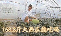 齐齐哈尔吃瓜网友,吃瓜事件背后的网络狂欢