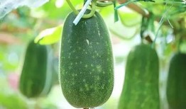 三三创意吃瓜,趣味横生的夏日消暑新风尚