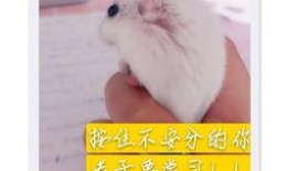 吃瓜母子老鼠,揭秘神秘森林中的温馨故事