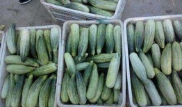 吨瓜怎么吃,创意无限的美味探索