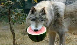 吃瓜狼大股,一场股市风云的传奇故事