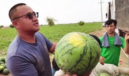 乌鲁木齐新世纪吃瓜,夏日吃瓜盛宴，尽享清凉时光